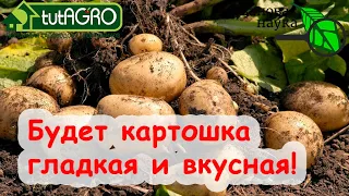 ШИКАРНЫЙ УРОЖАЙ КАРТОФЕЛЯ! СОВМЕСТИМОСТЬ ПОДКОРМОК ДЛЯ ВКУСНОГО И УРОЖАЙНОГО КАРТОФЕЛЯ БЕЗ НИТРАТОВ!