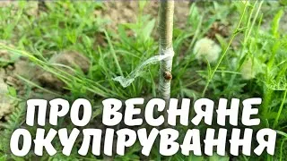 Весняне окулірування. Мій досвід та експерименти