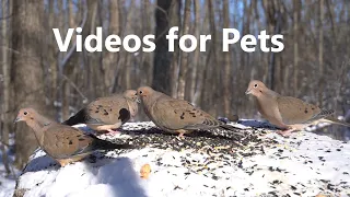 Mourning Doves Having an Afternoon Snack - 10 Hours - Jan 19, 2023