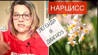 207🌼НАРЦИСС и НАРЦИССИЧЕСКОЕ РАССТРОЙСТВО ЛИЧНОСТИ. Мифология и диагностика.