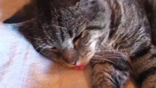 Funny cat forgetting his tongue out