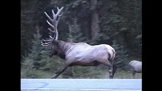 AGGRESSIVE BULL ELK ATTACKS PEOPLE AND CARS, SCARY