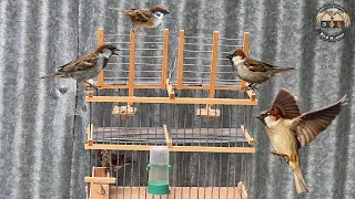 Can I catch birds with a cage? - cage bird trap #birdtrap #catchigbirds armadilha de passaros