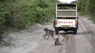 Baboons Crossing the road and sitting on piles of dirt - Botswana