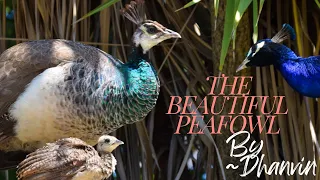 Glorious #facts about #peafowl #kidslearning