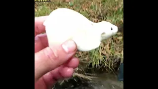 Muddy Zoo Animal Toy Polar Bear Getting Washed