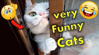 OMG So Cute Cats | Best Funny Cat Videos 2021