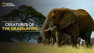 Creatures of the Grasslands | Hostile Planet | Full Episode | S1-E2 | National Geographic