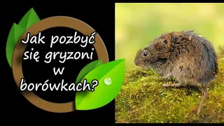 Jak pozbyłem się gryzoni w borówce.