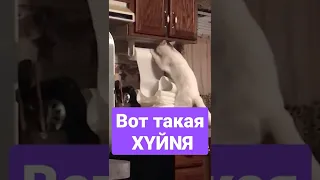 Вот такая Х ...YЙNЯ. Поёт Группировка Ленинград