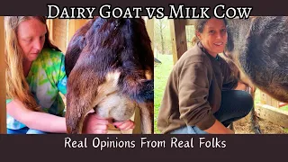 The REAL Truth Behind Home Dairy Goats & Family Milk Cows