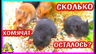 Куда ИСЧЕЗАЮТ Хомячата? / Сколько Осталось Хомячат? / Alisa Easy Pets