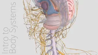 Introduction to the Nervous System -  Animated Tutorial | Complete Anatomy