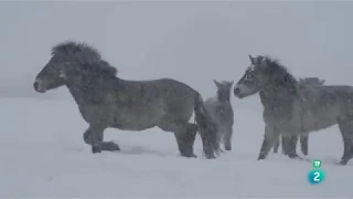 Los Habitantes del Bosque: La Edad de Hielo | BBC Vida Salvaje