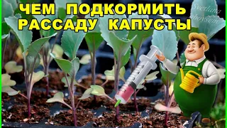 ЧЕМ ПОДКОРМИТЬ РАССАДУ КАПУСТЫ,ЕСЛИ ОНА ПЛОХО РАСТЕТ.ПОСЛЕ ЭТОЙ ПОДКОРМКИ СТАНЕТ ТОЛСТОЙ И КРАСИВОЙ