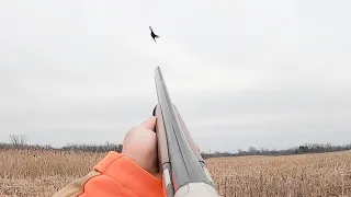 Feathers EVERYWHERE | Pheasant hunting with GSP
