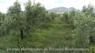 BIODIVERSIDAD EN NUESTRO OLIVAR SOSTENIBLE