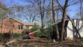 Uprooting a small tree using a 5 to 1 pulley system