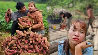 17 days of harvesting sweet potatoes, carrots, cabbage and chili to sell - Days of living together