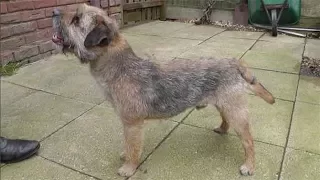 Dog Breed Video: Border Terrier