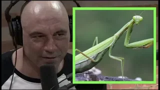 Joe Rogan | What If Bugs Were Big and Intelligent? w/Josh Homme