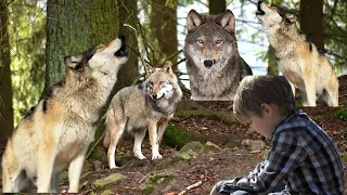 Стая волков окружила мальчишку, готовясь растерзать его, но тут вожак замер, и дальше случилось то..