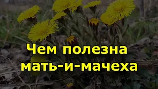 Чем полезна мать и мачеха. Применение в народной медицине