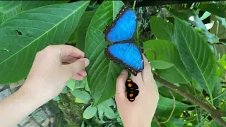🦋 Butterfly house on the island of  Mainau 🦋