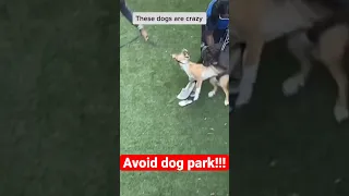 Never take your dogs to the dog park #dogfight #doglover #becareful #shorts