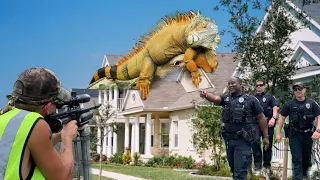 Cops Called for iguana Hunting in Florida Neighborhood! But What Happened?!?