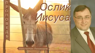 Ослик Иисуса - Константин Лиховодов /Вербное Воскресенье