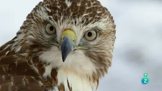 Grandes Documentales-El Mississippi, el río de Estados Unidos el corazón del rio