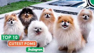 Top 10 Cutest Pomeranians On Instagram Melt Your Heart | Pomeranian Planet