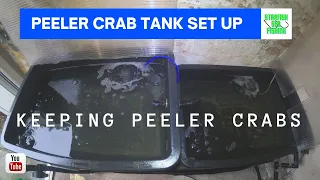 Peeler crab live bait tank setup - keeping peeler crabs.