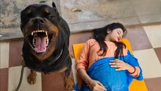 Dog won't leave Wife alone. When Husband discovers the reason, they call the police!