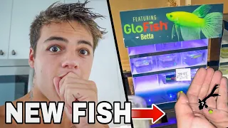 My *NEW* BETTA GLO-FISH!! (Limited)