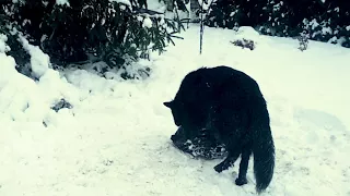 Призрак, снег и    шина!