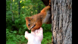 Most Beautiful Squirrel on Earth in 8K ULTRA HD|BRIGHT WORLD |