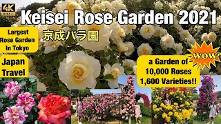 KEISEI ROSE GARDEN | Japan Best / Biggest Rose Garden  | 京成バラ園 | Chiba Japan #rose  #japan