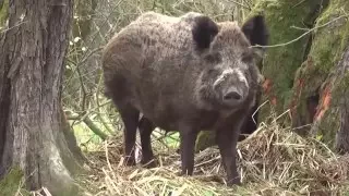 Diviak lesný (Sus scrofa)