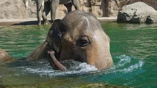 Asian Elephants Have A Pool Party On Hot Day