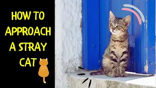 How to Approach a Stray Cat | Tips for Communicating With Stray Cats