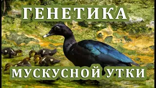 Генетика окрасов мускусных уток. ДЛЯ ЛЮБИТЕЛЕЙ МУСКУСОВ часть 2