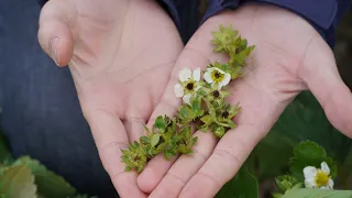 Plantacje truskawek po przymrozkach – regeneracja, Jacek Witkowski 26.04.24