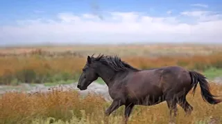 Danube Delta - Incredible Romania ( iosif Ivanovici - Valurile Dunarii)