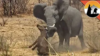 Elephant 🐘 STABS and KILLS a poor Buffalo 🐃 😢