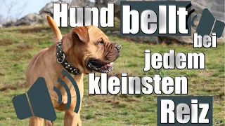 Hund bellt ständig - was kann ich dagegen tun? - Hundetrainer Steve Kaye