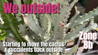 392: Starting To Move My XXL Cactus & Succulent Collection Back Outdoors From Overwintering