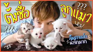 น้องลืมตาแล้ว.. มาตั้งชื่อลูกแมวกัน! | ติดเต๋า