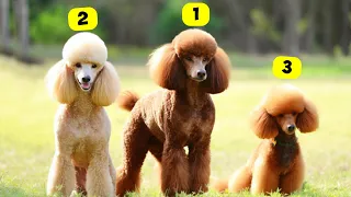 7 TYPES OF POODLES